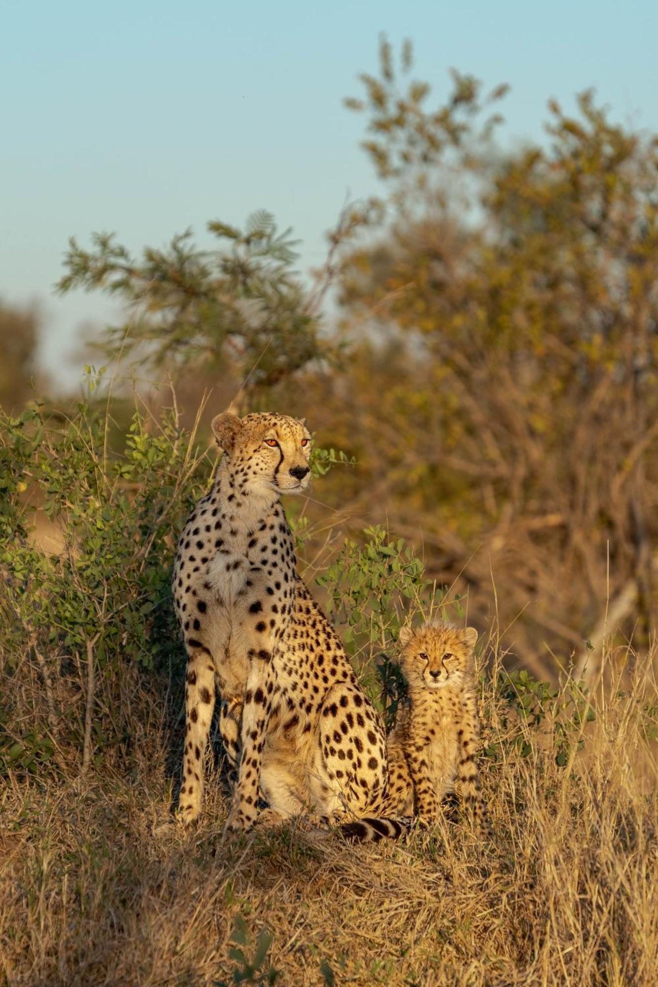 Buffelshoek Tented Camp Manyeleti Game Reserve Zewnętrze zdjęcie