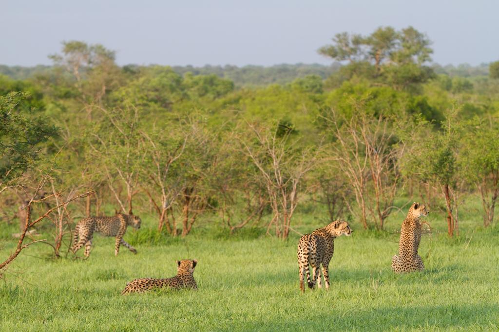 Buffelshoek Tented Camp Manyeleti Game Reserve Zewnętrze zdjęcie